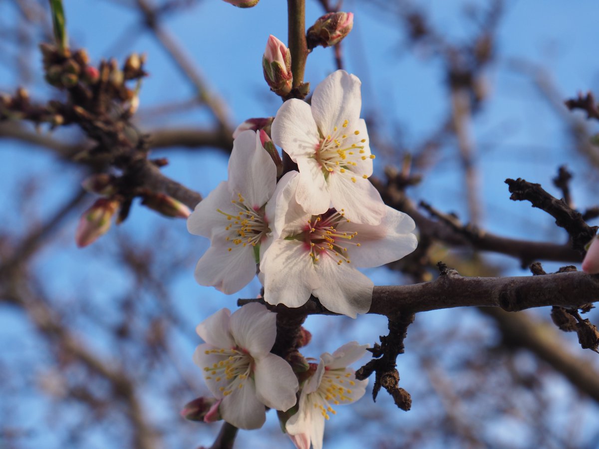robssofwynyard's tweet photo. My Almond tree is starting https://t.co/tnpq9BhM8P
