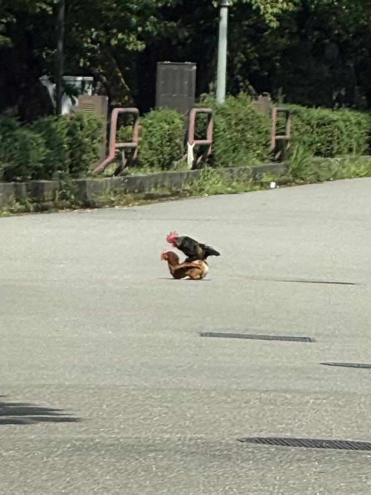 tech_tech_tech's tweet photo. 今朝道路の真ん中でニワトリが交尾してた https://t.co/fh791PYNVq