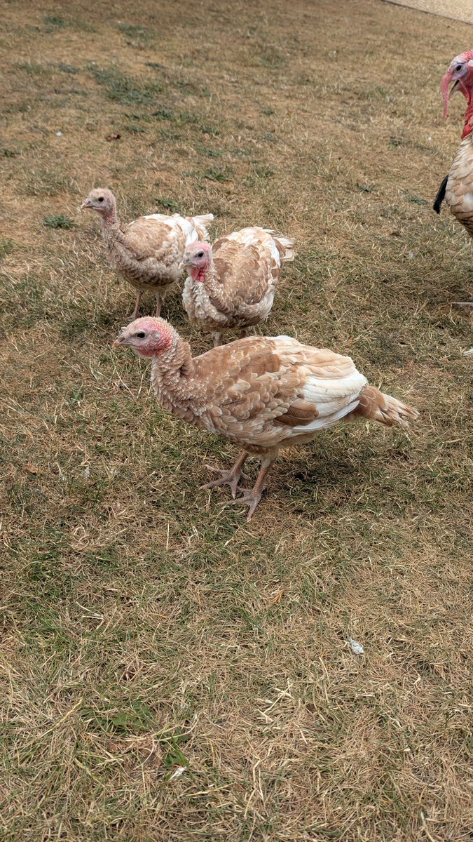 dexbonus's tweet photo. @lucahjin I send you turkey babies to bring good news! Xoxo https://t.co/8op3rpYT81