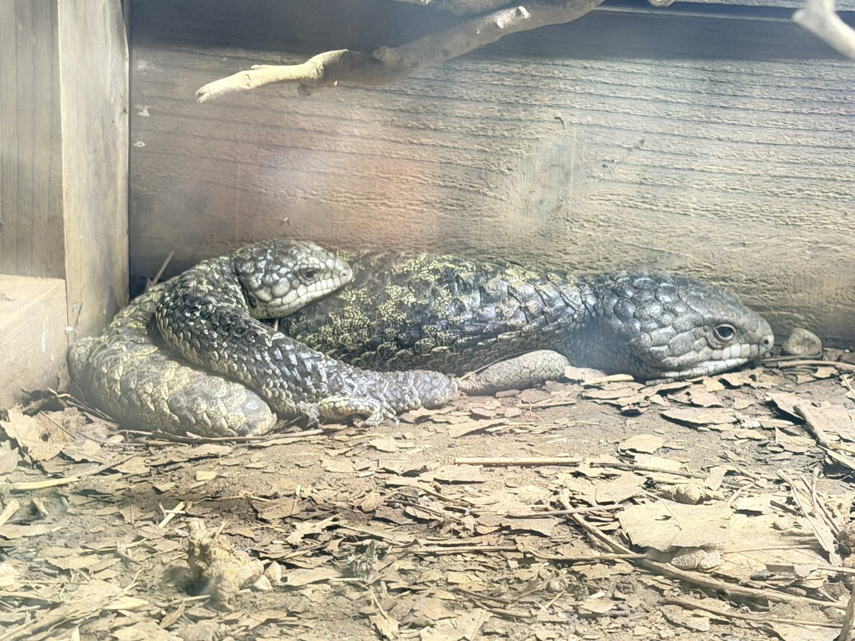 iZoo_iZoo_'s tweet photo. ロットネスマツカサトカゲ🦎
（Tiliqua rugosa konowi）が本日出産しました

このトカゲは卵胎生で卵ではなく子供を出産します。
今回は2頭の子供が生まれました。
オーストラリアの現地では個体数の減ってきている種類です。
子供達は展示場内で親と過ごしている姿を観察していただけます。
#爬虫類 https://t.co/woJEiMJLtR