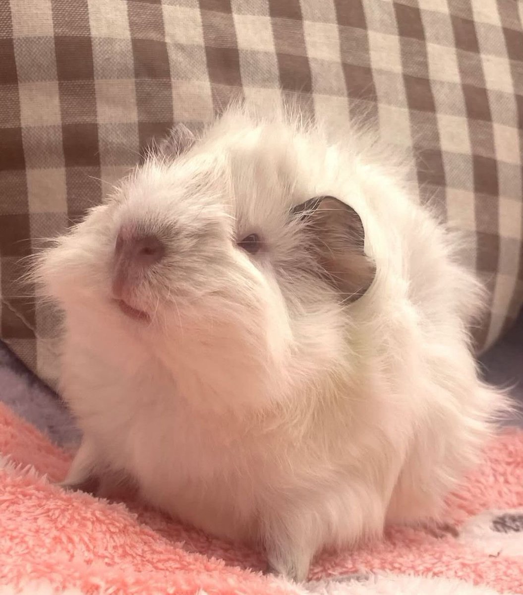 dailyguineapig tweet picture