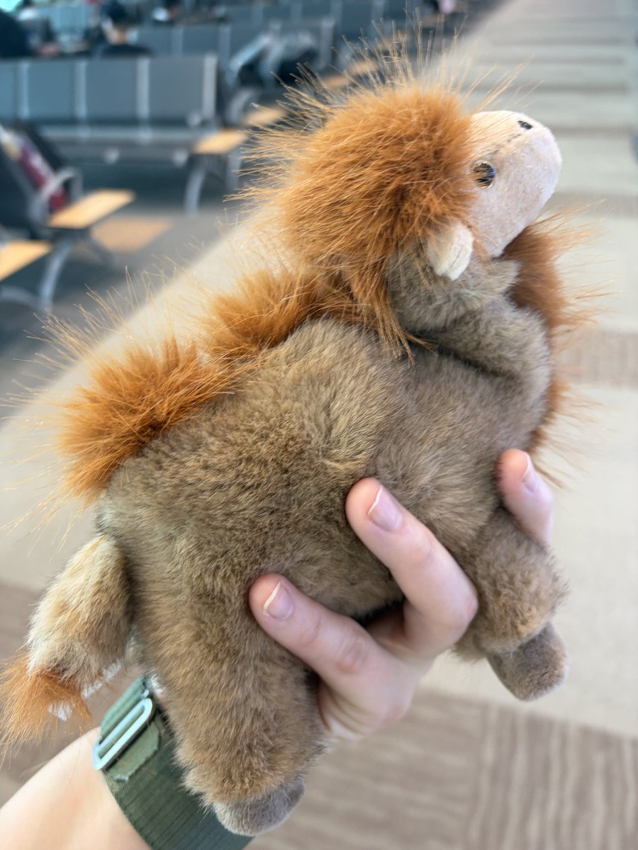 Pygos_Diary_'s tweet photo. 진짜 말타는 것도 좋앗구. 별보는 것도 좋앗지만. 
그래도 방카르 너무 귀여워. 
진짜 너무 무해하고 거ㅣ여워 
커여워!!!! 다시 가고 싶어 오로지 방카르를 만나기 위해서!!! 
그래서 공항에서 15달러 주고 산 낙타인형 이름을 방카르라고 지었음 (방카르 인형이 있었으면 삿을텐디 하) https://t.co/hpX47ZFvZq