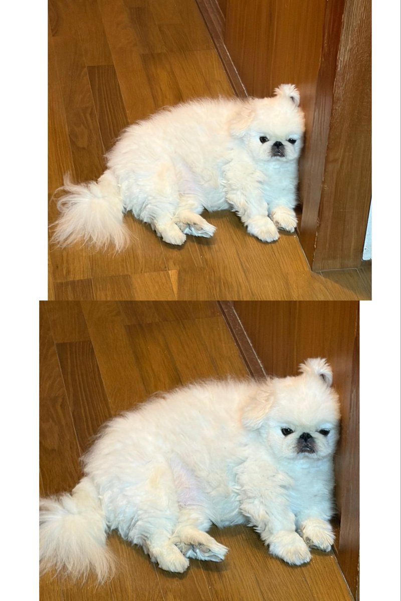 pekinizucyann's tweet photo. おんぷちゃんになってるよ♪ https://t.co/iIdcrPY7oe