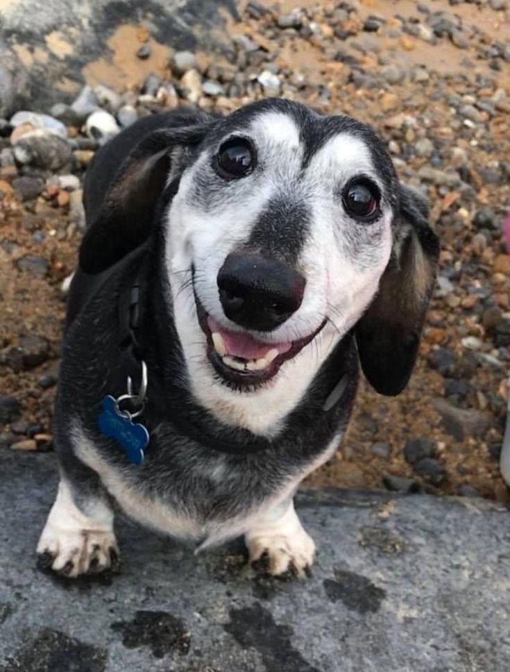 dachshund_heave's tweet photo. She is 20 today https://t.co/Kf79ezHkeY