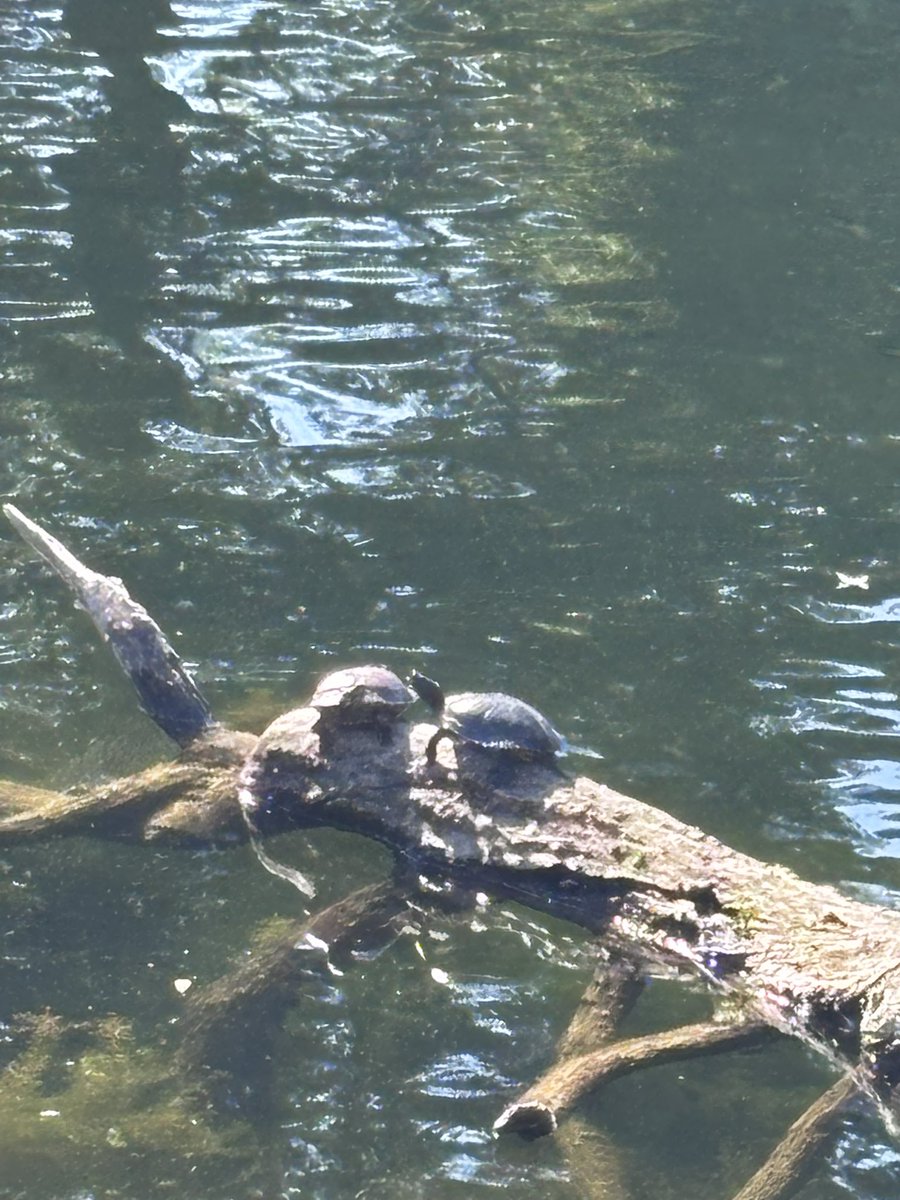 Fayeslop's tweet photo. Okay no more sad posting look at these turtles https://t.co/USRvslBKZ4