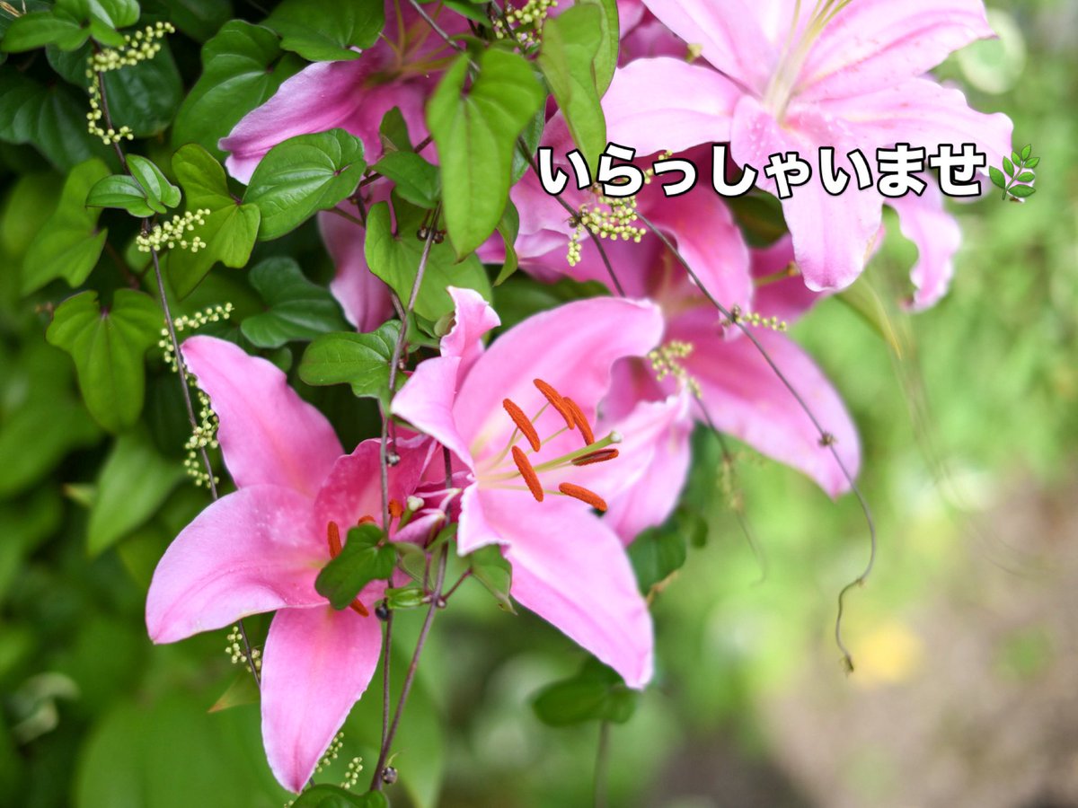 leaves_p's tweet photo. ［野菜の日］
⁡
おはようございます。
⁡
今日も蒸し暑くなりそうな気配ですね。秋が待ち遠しいスタッフです。
⁡
本日木曜日は野菜の日。12:00から開店いたします。
⁡
ご来店心よりお待ちしております🌿

#自然食品の店リーブス
#いらっしゃいませ
#ゆり
#lily
#花好き https://t.co/WksbNa9VRj