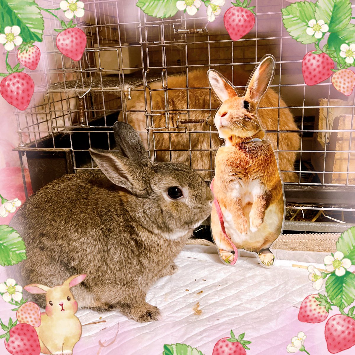 Ange180529's tweet photo. 今日は二代目アンジュの3歳のお誕生日🐇✨️
そして初代アンジュの命日から5年目の日🐇🪽
誕生日と命日が同じアンちゃん達🐰
二代目アンちゃんにはおめでとうを、初代アンちゃんにはありがとうを✨️
これからも2羽が幸せでありますように😌💓
#ネザーランドドワーフ
#うさぎのいる暮らし
#うさぎ https://t.co/LuHPdKz6b4