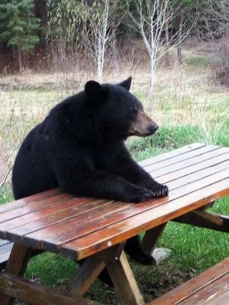 historyinmemes's tweet photo. Bears are known for their remarkable curiosity and strong awareness of the world around them.

Bears display remarkable intelligence and curiosity in the way they interact with their surroundings. They often spend long periods quietly observing their environment, exploring unfamiliar objects, and investigating changes in their habitat. Their strong memory, problem-solving abilities, and exceptional sense of smell help them navigate and understand the world around them.

Their behavior can also appear surprisingly playful and relaxed. Whether exploring their surroundings, choosing places to rest, or interacting with other bears, they reveal a side that goes beyond the image of the solitary, aggressive predator. Their complex behavior offers a fascinating glimpse into the intelligence and adaptability of these animals.