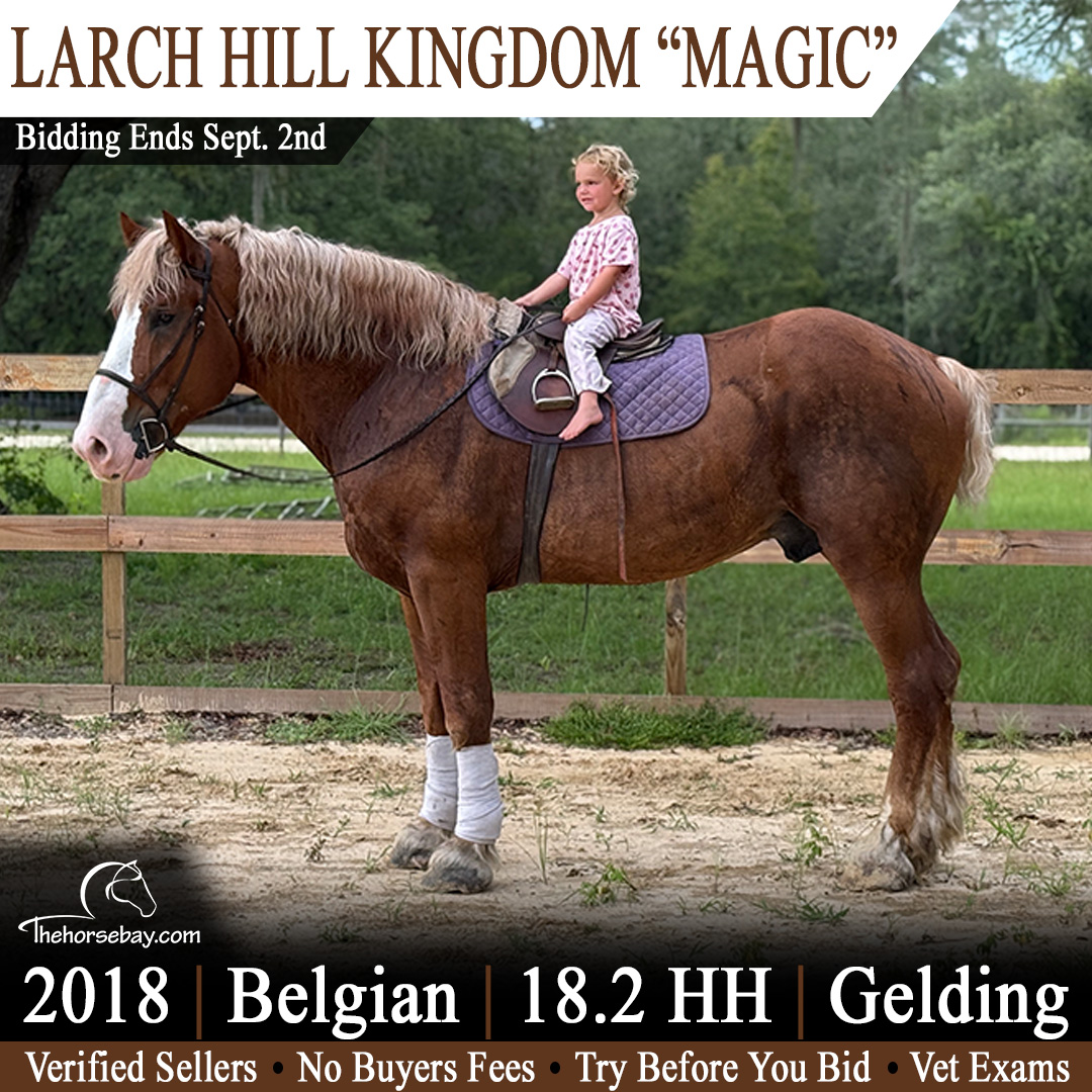 thehorsebaycom's tweet photo. ⭐ Available Now on https://t.co/EAFnkZjAMW!  
18.2H Belgian Gelding for Sale – Gentle Giant https://t.co/XArMq3nPGn