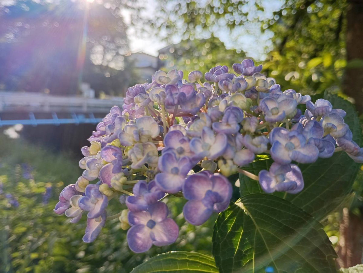 yamatochurch's tweet photo. おはようございます╰(*´︶`*)╯♡
モクモク木曜日💨💨
#神奈川県大和市 は☀️24℃→31℃
#平均湿度 69％ 昨日と同じくらい？
日差しが痛い😓😣デスね
お仕事守られ導かれますよう💖🙋‍♀️
今日は祈り会「祈りの輪」15時から🙏
 #企業公式が毎朝地元の天気をつぶやく https://t.co/R4TGbIj0fj