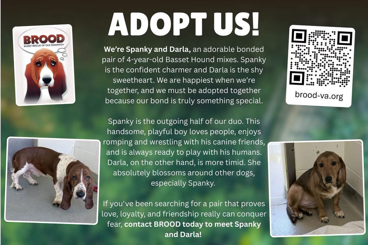 BROODva's tweet photo. 💙🐶🐶🧡 Meet our bonded pair: Spanky & Darla! ❤️ Read more about them here: https://t.co/siXZzdoEB1.
Please comment on, like, and share this post to help spread the news about our available hounds! 💕
#adopt #adoptdontshop #dcdogs #dmvdogs #marylanddogs #upforadoption #rescued https://t.co/ISTe7daeGs
