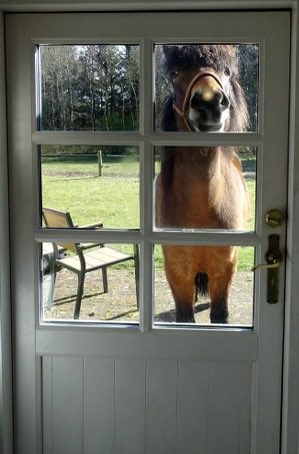 horseimage's tweet photo. can i come in? https://t.co/R0Nvp2hvOQ