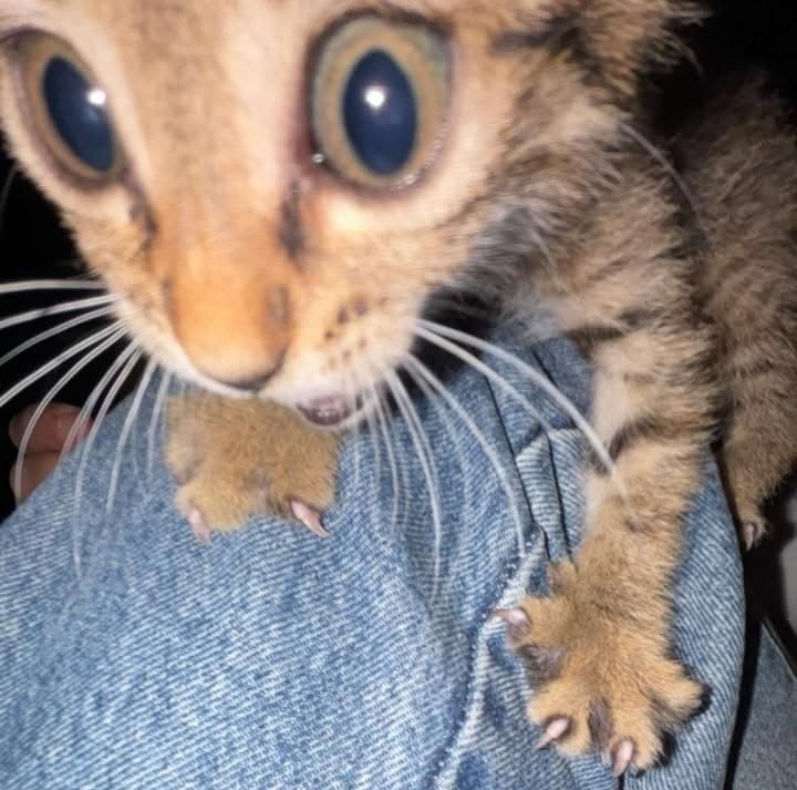 Shebebnsjejd's tweet photo. BEANS BEANS FOR EVERYONE!! In replies 

They’ll kill me for this one 

ALL AI NOT REAL FAKE FAKE FAKE https://t.co/yVWlIcHnzV