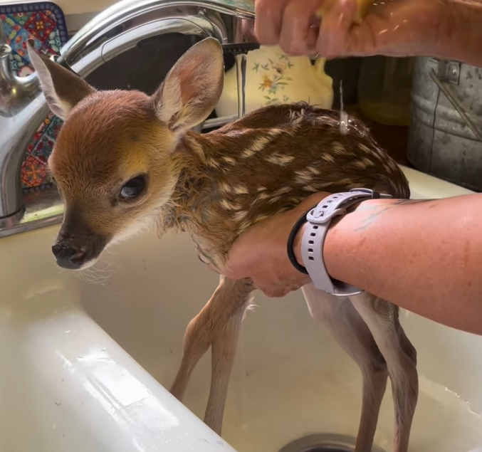 NoFlores257635's tweet photo. Meet Giselle the baby fawn she is the next runner 
CA: AYpwdhamTnk48GnAjLUQcS1k4nPP1sGJ7HRwjL2upump

https://t.co/dIwTUIFCcQ https://t.co/Y0jgJjbJRg