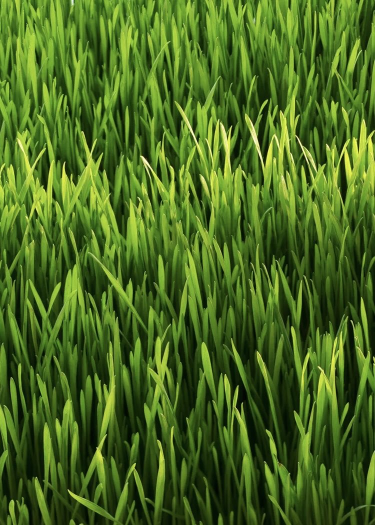 Polymarket's tweet photo. JUST IN: President Trump declares "grass has a life like humans have a life." https://t.co/GL4dxIx47v