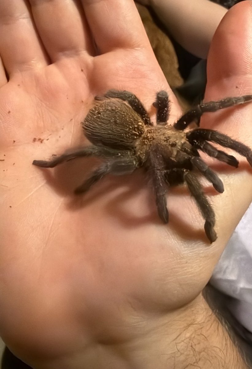 spookyflanks's tweet photo. Spider friend :) https://t.co/ttMvrXg7TV