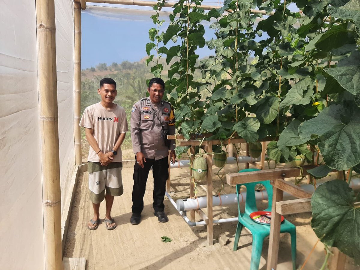 PolsekSendana's tweet photo. Bhabinkamtibmas Polsek Banggae Aiptu Achmad Pantau Kebun Melon Hidroponik di Baruga, Dorong Ketahanan Pangan dan Ekonomi Warga di Lingkungan Simullu, Kelurahan Baruga, Kecamatan Banggae Timur, Pada Kamis (20/8/2026). https://t.co/iFzqIdwvdR
