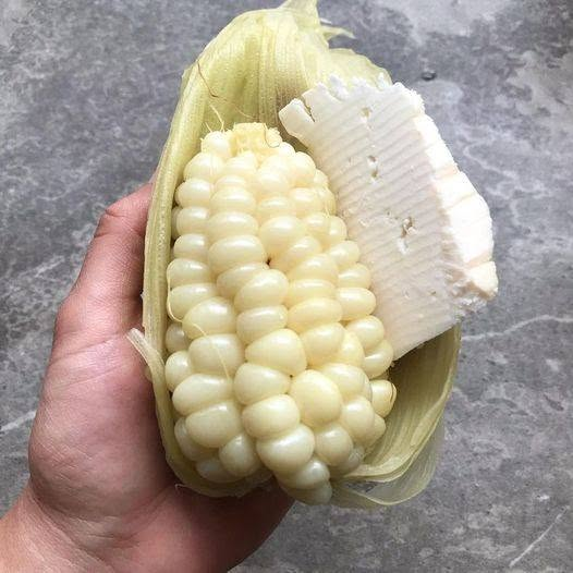 Chuqaro's tweet photo. Casi siempre publican comiendo pollito, pero raras veces choclo con queso ¡QUÉ RICO! https://t.co/kkChz4lsYp