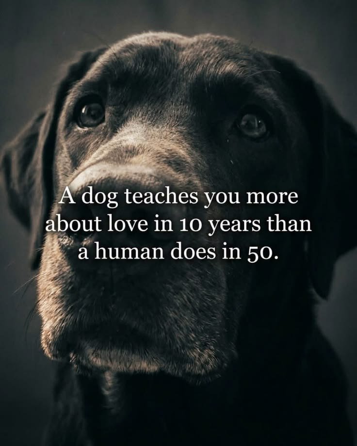 petpopular's tweet photo. https://t.co/NPY9CC1RCd