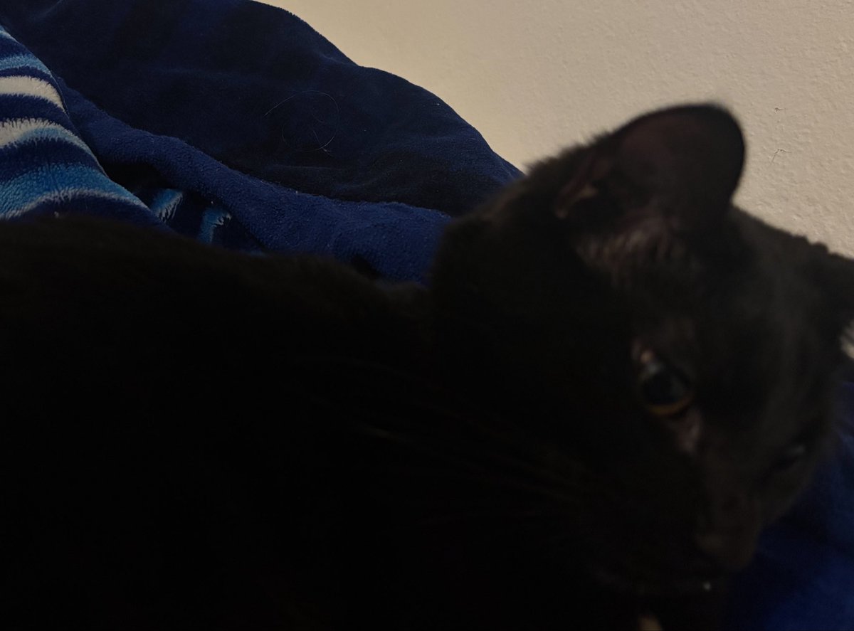 qilermi's tweet photo. fui tirar o geraldo grêmio de cima da cama.. quando eu olho pro cobertor... 

meu deus não consigo nem digitar..

quando eu olho pro cobertor Ele está lá... o imortal.. o das três cores.. esse time é imenso... grêmio o teu povo te ama.. tô arrepiado... https://t.co/FiXzr2Yab3