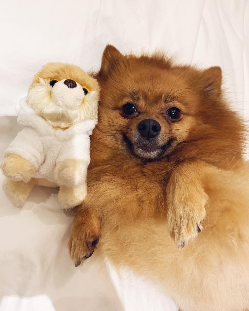 acervolittlemix's tweet photo. Hoje fomos surpreendidos pela pior notícia que poderíamos receber: Hatchi, o primeiro bebezinho da nossa loirinha e o eterno mascote do nosso fandom, partiu.

​Mesmo com o coração apertado, nos conforta saber que ele viveu uma vida cheia de amor e cuidados e que agora descansa em paz ao lado do Kyro e do Harvey. Todo o nosso carinho e apoio à Perrie e à sua família nesse momento tão difícil! 💔🕊️