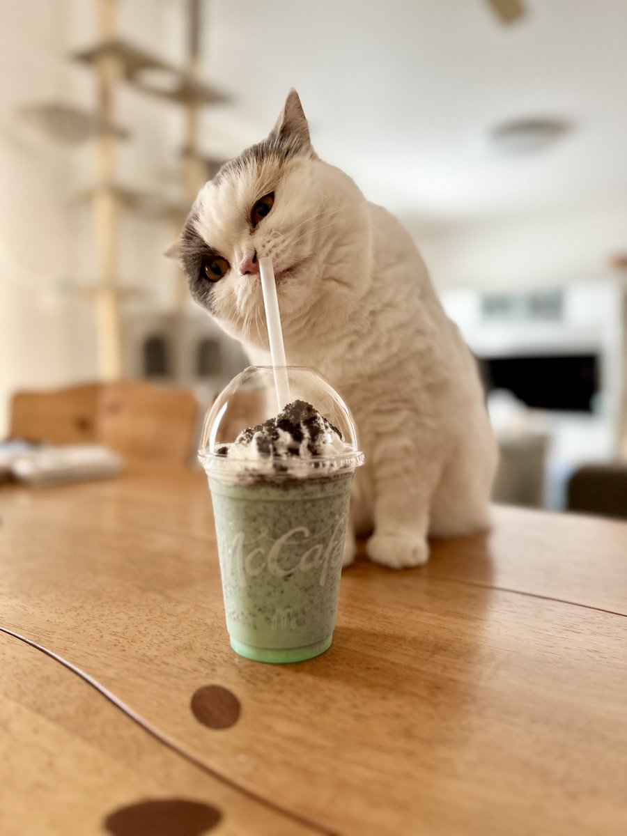 AckeyJanuary9's tweet photo. 🐱コイツ美味いのか… https://t.co/HEoITVZ9FT