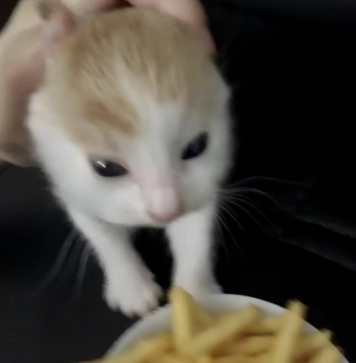 twaniimals's tweet photo. https://t.co/H7XN3bXiJw