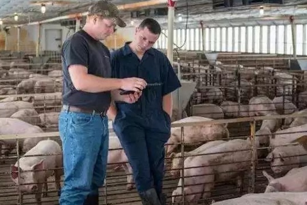 stoutagri's tweet photo. Many pig farm equipment problems do not start with poor-quality equipment. They start with the wrong selection.

A feeder or drinker may look suitable in a catalog but create problems once installed in a real barn. #PigFarming https://t.co/aRNDizctFo