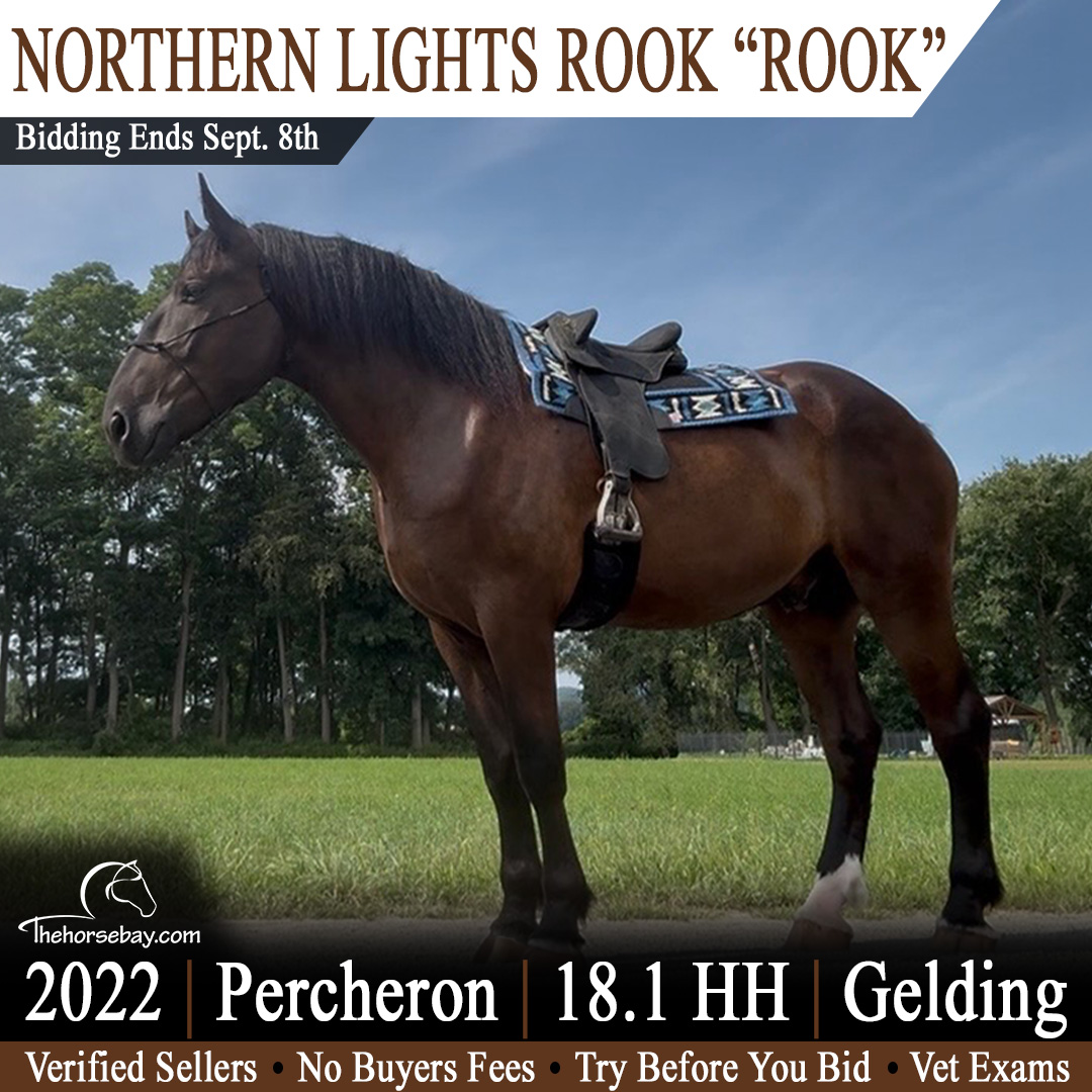 thehorsebaycom's tweet photo. ⭐ Available Now on https://t.co/EAFnkZjAMW!

💎Northern Lights Rook💎
▪️ Breed: Percheron
▪️ Foal Date: 05-09-2022
▪️ Height: 18.1 HH
▪️ Color: Dark Bay
▪️ Sex: Gelding
▪️ Location: Vernon, VT https://t.co/rAdcK9txDa