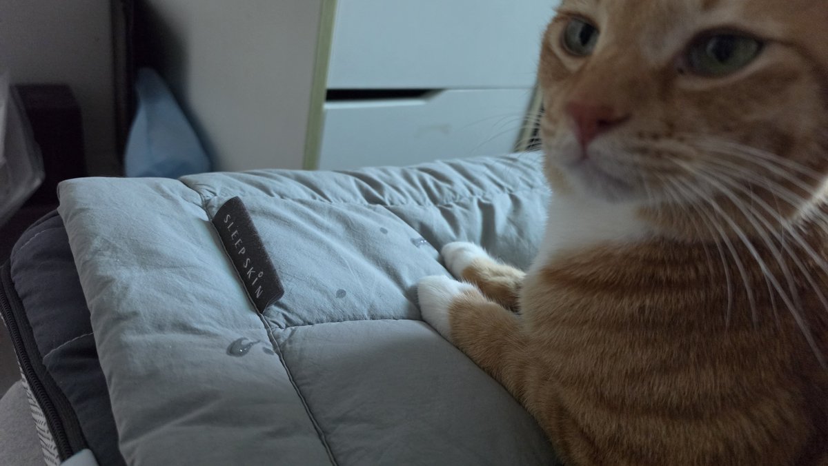 Cat___Wasabi's tweet photo. 재채기하고 아닌척 지림
그럼 저 콧물 누구껀데 https://t.co/5nGkLFFzYk
