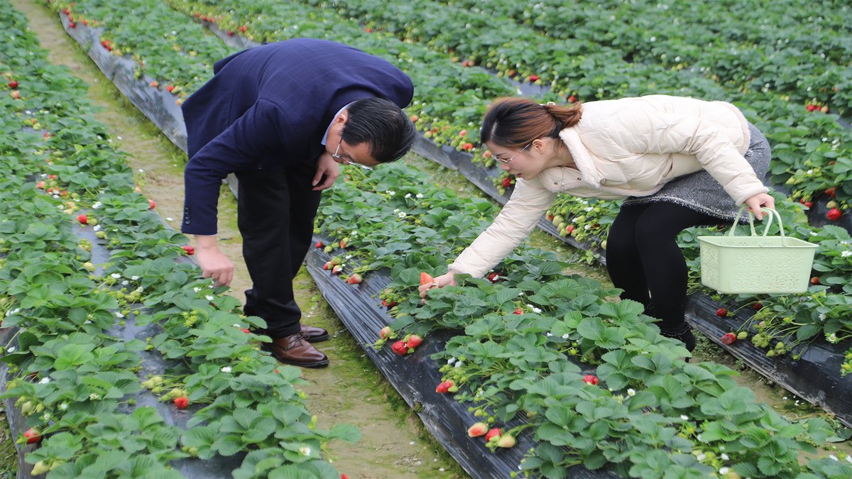 CoryCol68073413's tweet photo. Spent the whole morning picking strawberries with my favorite person—her laugh when I handed her the biggest one’s stuck in my head all day ， https://t.co/fgzPKnYfbf