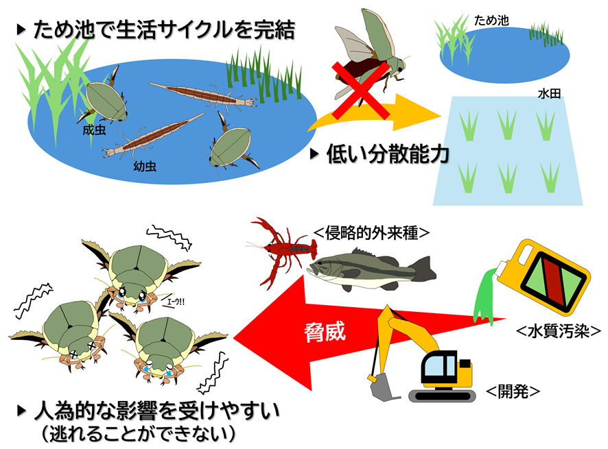NU_kouhou's tweet photo. ／
絶滅危惧種・マルコガタノゲンゴロウの減少要因を解明
＼
絶��危惧種・マルコガタノゲンゴロウは、限られたため池で生活し、分散能力が低いことが明らかに。これらが個体数減少の要因の一つである可能性が示されました🔬
#長崎大学 #研究成果 #ゲンゴロウ ＃絶滅危惧種
https://t.co/23bj8x2AcH https://t.co/AyBLp6h2vq