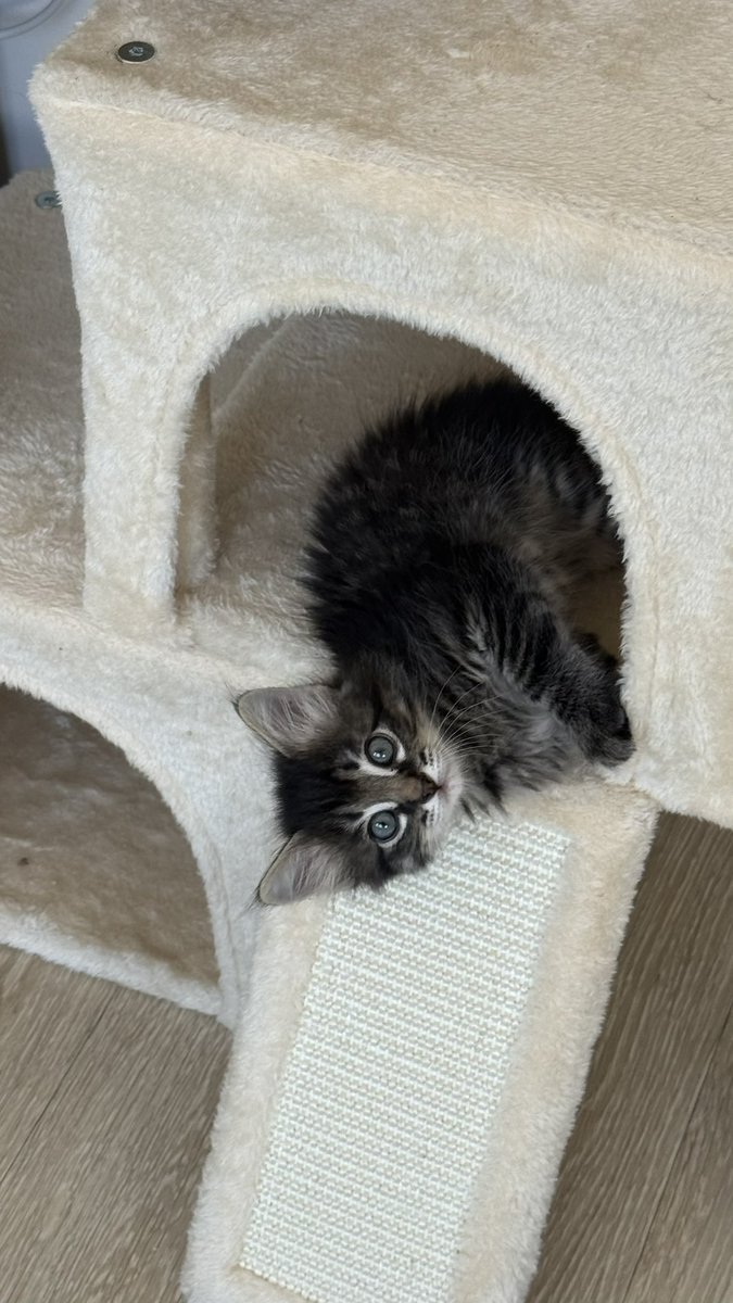 heartsffak's tweet photo. Meet My kitty Radke for @RonnieRadke ✨🖤 https://t.co/aWx2KkonBn