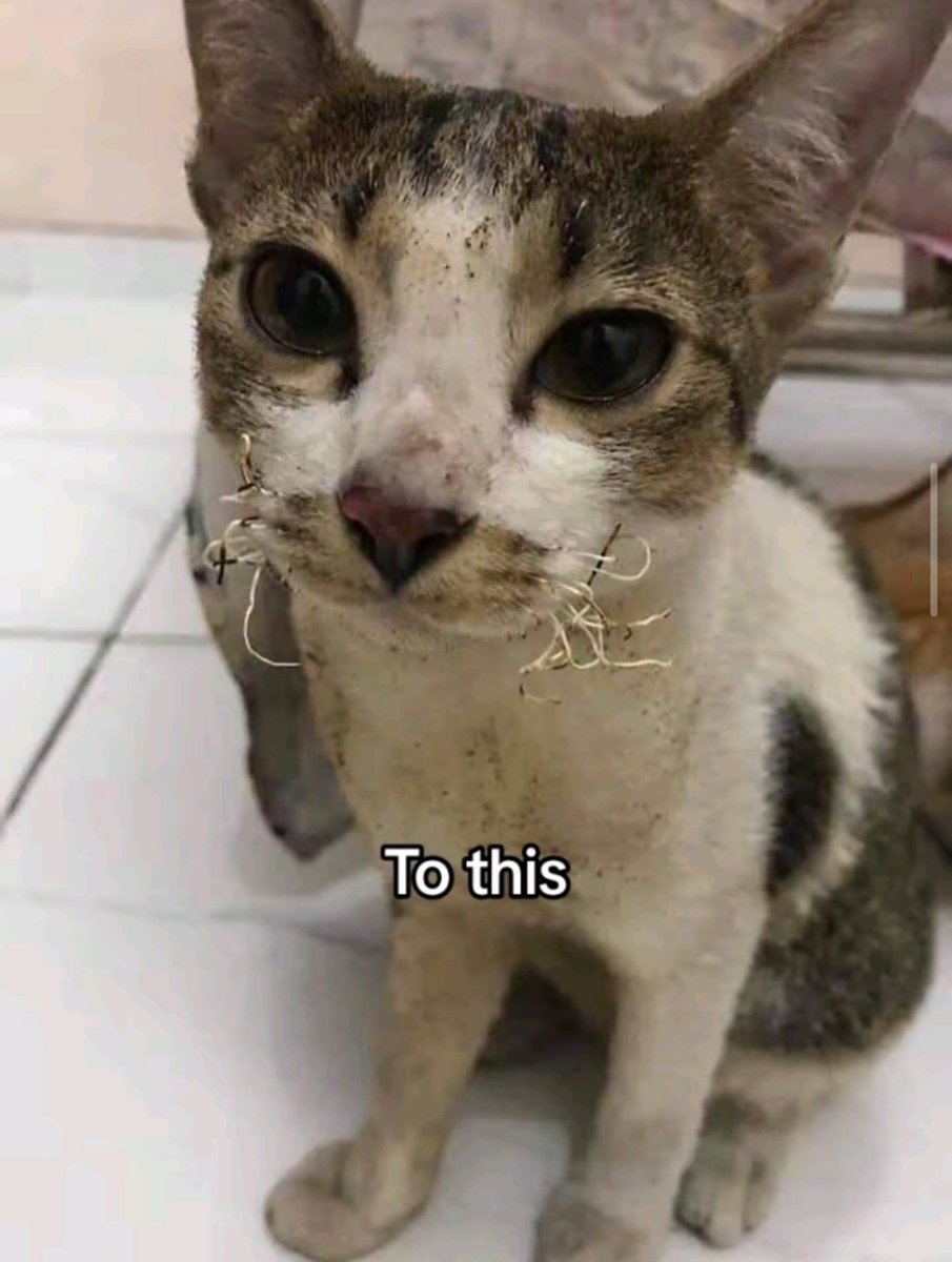 NetizenKonoha45's tweet photo. KUMISNYA KEBAKAR😭🤣 https://t.co/YM50gjVS2H