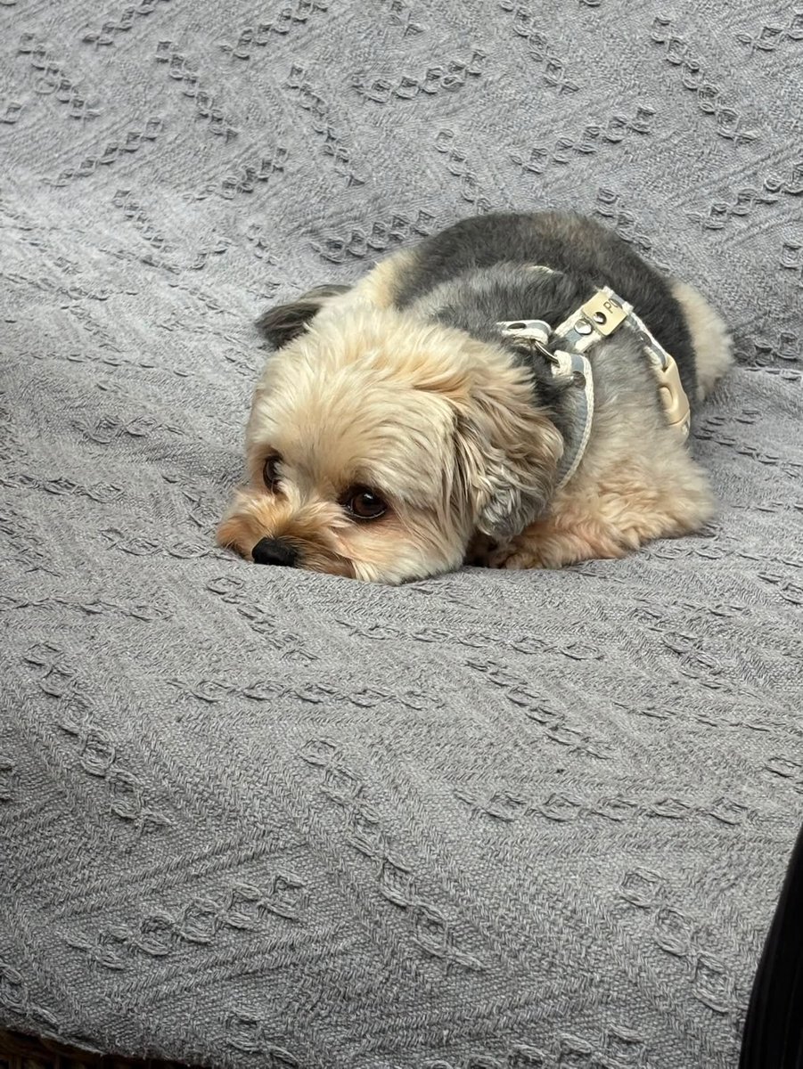 potage_0924's tweet photo. 信じられますか？これらはドッグランで撮られた犬の写真です https://t.co/pMybdzsKZw
