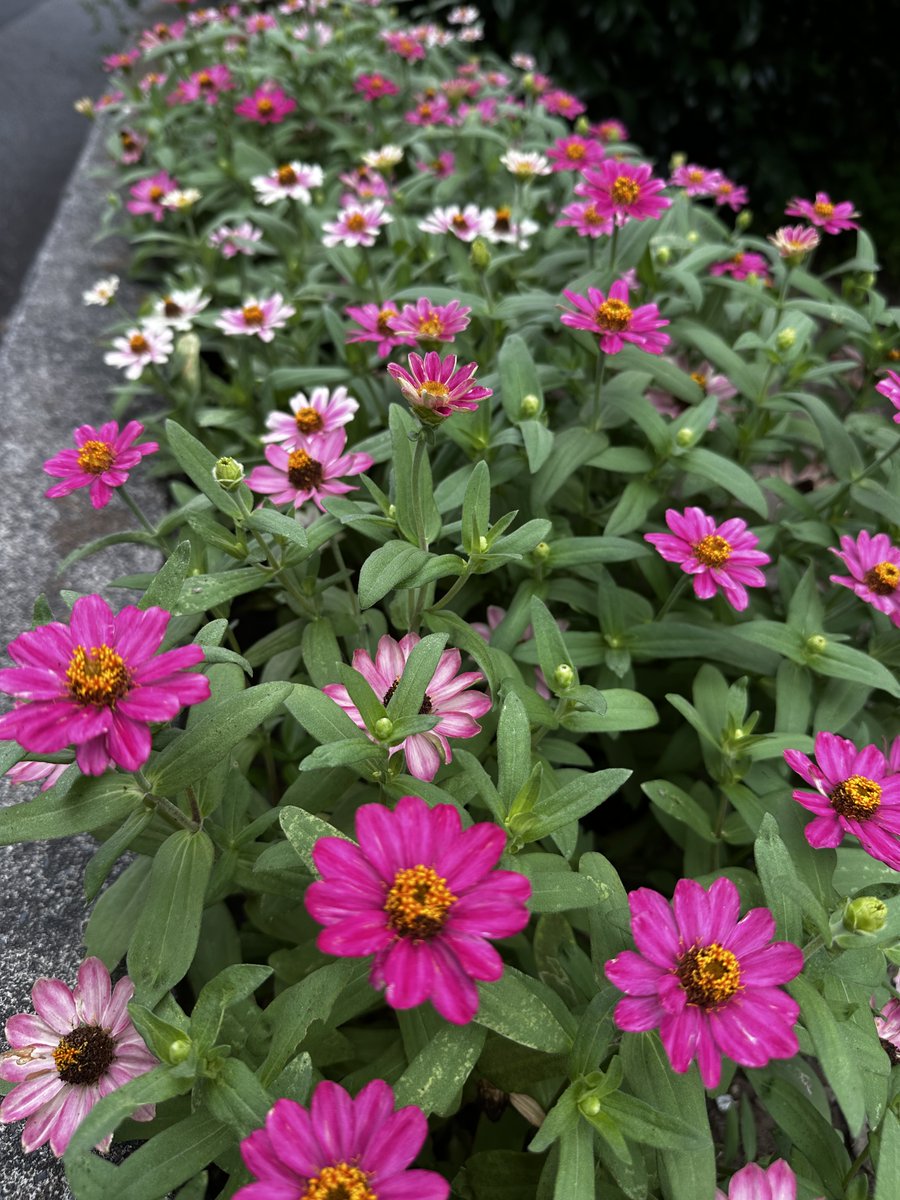 iriesgk's tweet photo. 入江生涯学習交流館のミニ花壇では、花たちが暑さに負けず咲き誇り、来館者を元気づけています。 https://t.co/ggqP8sO459