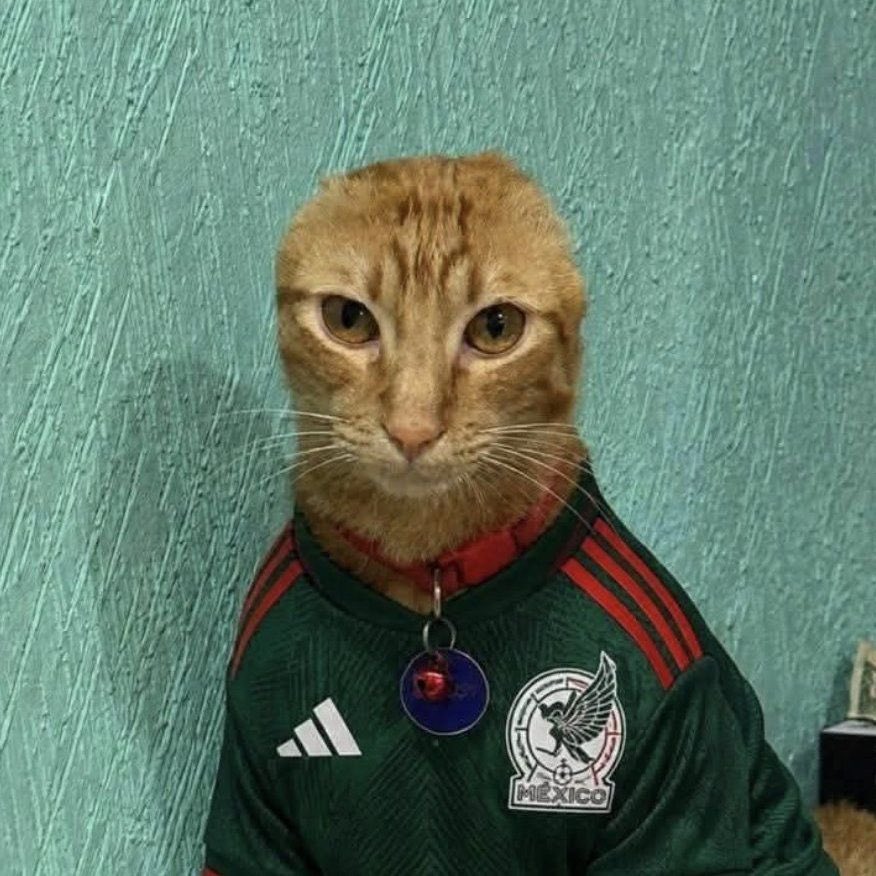 EnsedeCiencia's tweet photo. 🐱❤️ Carlos venció el cáncer que afectó sus orejas y sus cuidadores celebraron su recuperación con un pastel especial. https://t.co/Hm5mbrh4sh