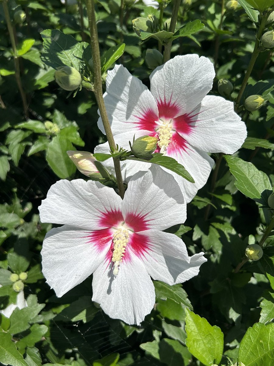 Grifone_528's tweet photo. ムクゲの花が綺麗に咲いています
今年は冷夏といっても良いくらい涼しいですぞ
"Q(˘ω˘"Q)ｼｬｶｼｬｶ♪ https://t.co/R4B94d4HrI