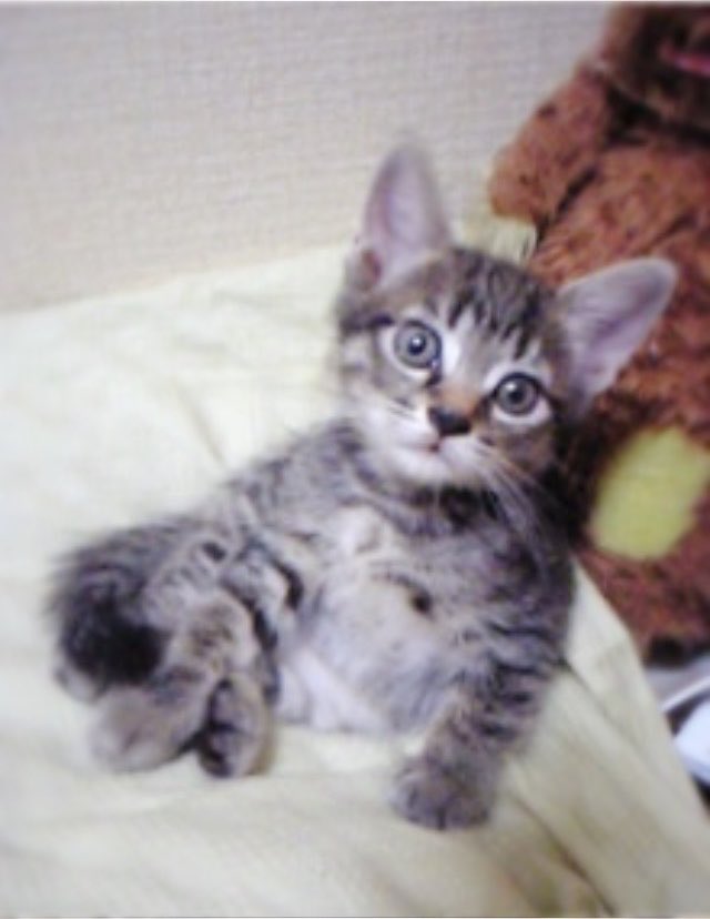 Dd_statis_m2's tweet photo. 14年連れ添った愛猫の命日でして

ネ子育てと夢追いに費やした20代
ぐちゃぐちゃな30代
はちゃめちゃな40代←今ココ https://t.co/44D4qo14L9