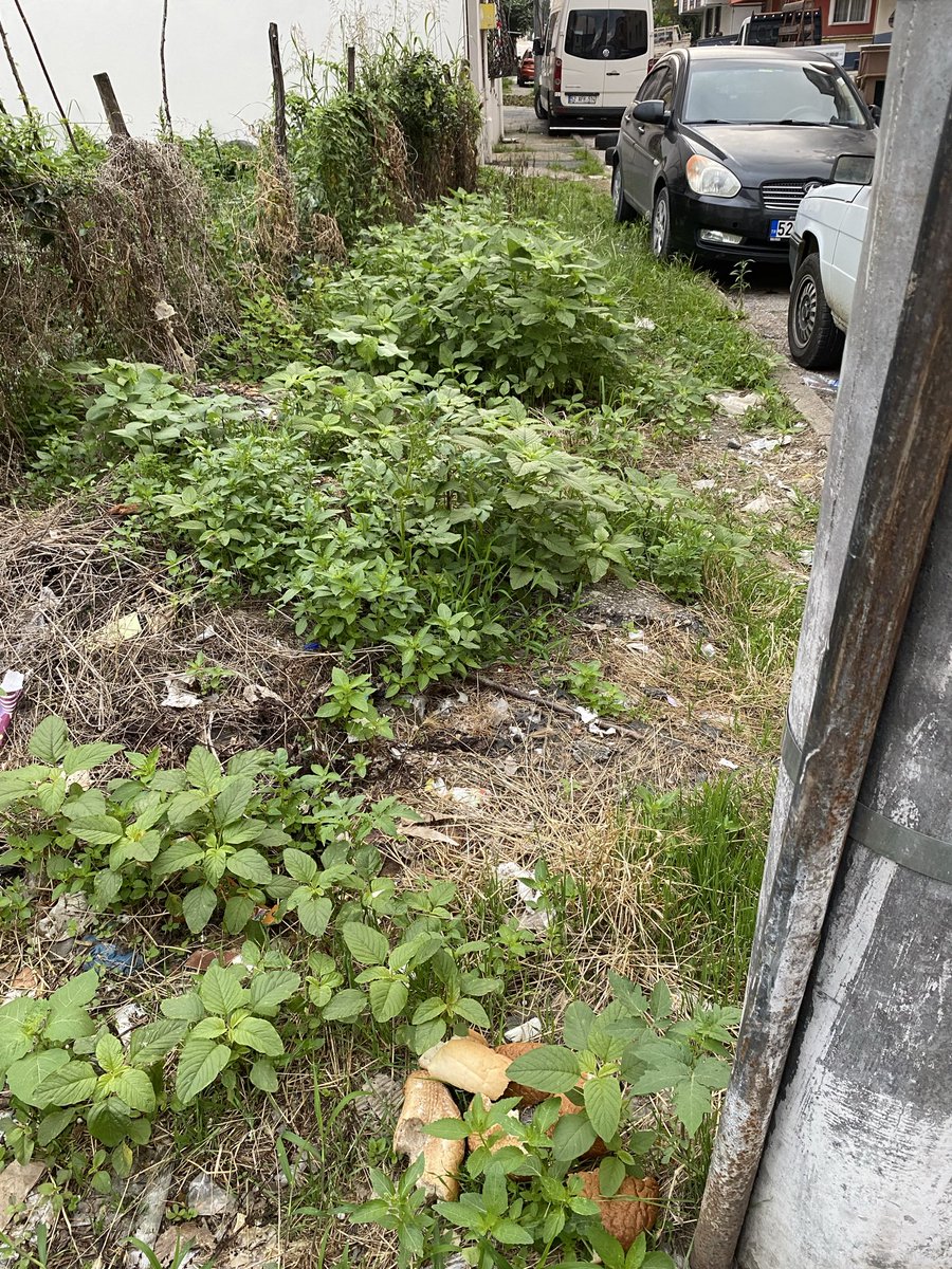 arkeolog52's tweet photo. @altinordu_bld  

Ordu ili Altınordu ilçesinde bulunan, fotoğrafta görülen bölgede ciddi miktarda çöp ve atık birikimi bulunmaktadır. Kaldırım kenarı ve yeşil alanın bakımsız, yabani otların bulunduğu ve çevreye atılmış çeşitli atıklar bulunmaktadır. https://t.co/CwrCdyLlDV