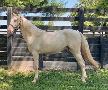 kentuckyhorse's tweet photo. 🐴 𝐇𝐚𝐩𝐩𝐲 #𝐅𝐢𝐧𝐝𝐀𝐅𝐫𝐢𝐞𝐧𝐝 𝐅𝐫𝐢𝐝𝐚𝐲! 🐴

This week's featured adoptable horse is Clyde, a 3-year-old 14.1h Kentucky Mountain Horse gelding currently available for adoption from @kyhumane.

Visit his profile to learn more! https://t.co/d7rUl4sfXu https://t.co/72SZgMkhRk