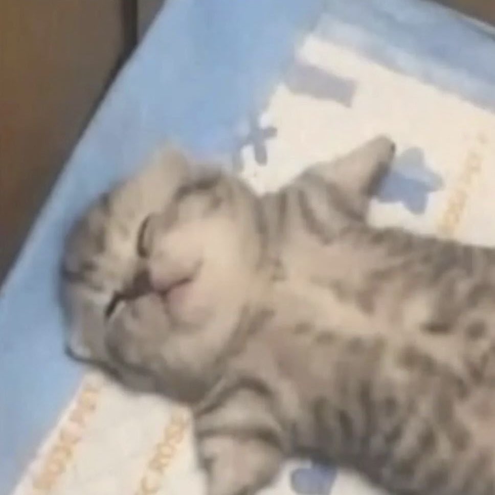 venuslixie's tweet photo. 💤 https://t.co/PBkr1hUOFZ