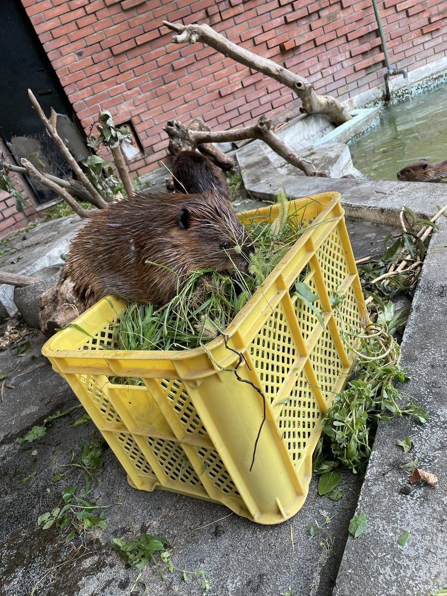 hamurazoo_'s tweet photo. #ビーバー　の
サラダバー🥗

食べたり、巣材にしたり♫

#羽村市動物公園
#ヒノトントンZOO
#beaver https://t.co/AOv2IZhXG3