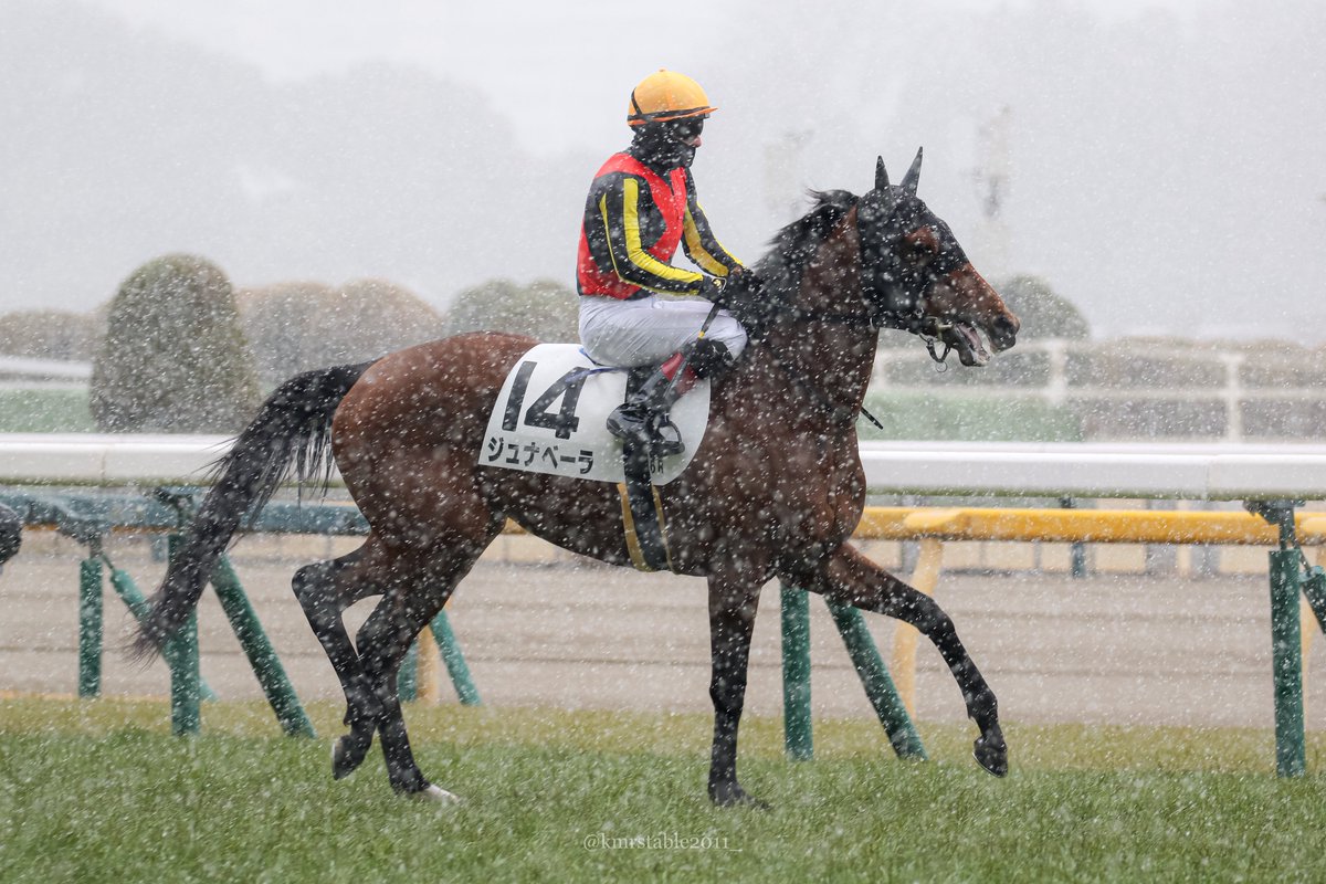 kmrstable2011_'s tweet photo. ♡2026/2/7 東京6R 3歳未勝利
#ジュナベーラ #木村哲也厩舎
#クリストフルメール 騎手 https://t.co/zAxxDay7Rv