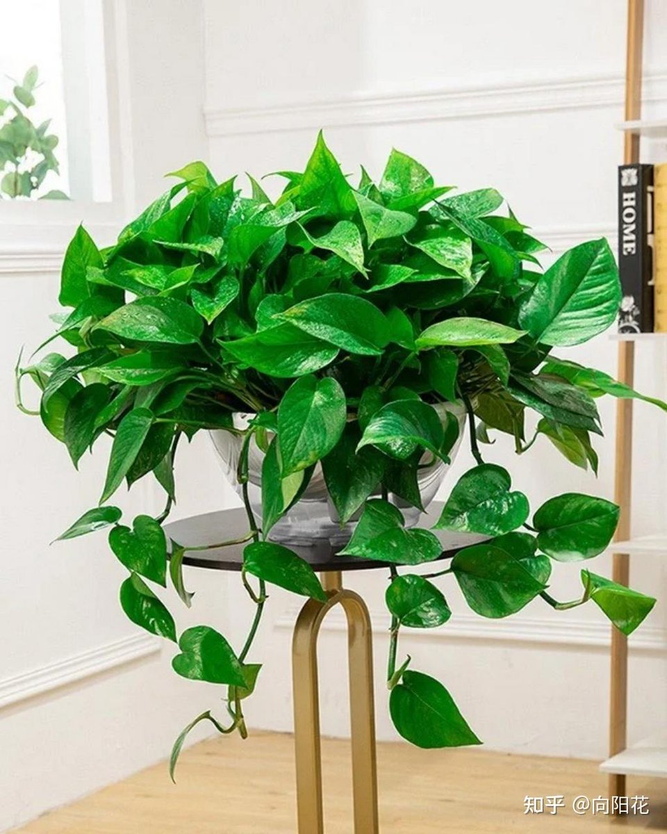 AZaurto's tweet photo. Pro tip for pothos lovers: Wipe their leaves with a damp cloth every 2 weeks to remove dust, which helps them breathe better and grow fuller! https://t.co/pjcJ2VkkQb