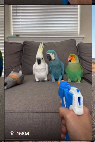 mischievousdmn's tweet photo. THIS IS SO VIRAL ON FACEBOOK AND INSTAGRAM

There a Parrot trending on Insta and Facebook where they win the hearts of people accumulating million of likes and views.

This Parrot Squad deserves an oscar award by their acting like they're getting shot and fall in most dramatic way.  the funny thing here is they have their each diff dramatic fall.

I tried to message the owner of the parrot and trying to onboard the owner 

https://t.co/rmaEM0sRxJ (4.8MILLION VIEWS)

https://t.co/EAUjmmWt9J  (10M LIKE 167M VIEWS)