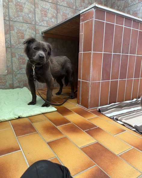 yolandaschultes's tweet photo. 52070 Aachen
Dubios, zwei angebliche Fundhunde im schlechten, misshandelten Zustand... Hinweise gesucht
Kopie Tierheim Aachen
erkennt jemand diese beiden Hunde?? Die Umstände zu den beiden sind dubios. Ein Mann hat sie gebracht und gesagt, er habe sie im Wald gefunden. Während der Aufnahme der Daten wollte er kurz raus an die frische Luft und ist dann weggelaufen inzwischen ist klar, dass die persönlichen Daten falsch sind. Außerdem sind die Hunde in schlechtem gesundheitlichen Zustand - sie wurden mit größter Wahrscheinlichkeit geschlagen ob der Mann der Besitzer ist, oder die Hunde irgendwo weggeholt hat und dann Angst hatte vor der Erfassung seiner Daten bei dem Fall, ist unklar. Wir haben die Videoaufnahmen gesichert von Ankunft und Flucht und alle Behörden sind informiert.
Jetzt müssen wir erstmal dafür sorgen, die beiden völlig verängstigten Seelen zur Ruhe kommen zu lassen und ihnen zu zeigen, dass wir es gut mit ihnen meinen. Das wird ein langer Weg 📷📷
Wer Angaben machen kann (auch anonym) bitte melden an info@tierheim-aachen.de