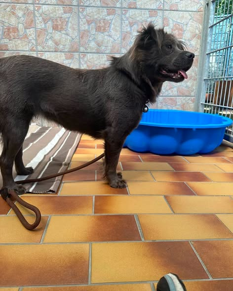 yolandaschultes's tweet photo. 52070 Aachen
Dubios, zwei angebliche Fundhunde im schlechten, misshandelten Zustand... Hinweise gesucht
Kopie Tierheim Aachen
erkennt jemand diese beiden Hunde?? Die Umstände zu den beiden sind dubios. Ein Mann hat sie gebracht und gesagt, er habe sie im Wald gefunden. Während der Aufnahme der Daten wollte er kurz raus an die frische Luft und ist dann weggelaufen inzwischen ist klar, dass die persönlichen Daten falsch sind. Außerdem sind die Hunde in schlechtem gesundheitlichen Zustand - sie wurden mit größter Wahrscheinlichkeit geschlagen ob der Mann der Besitzer ist, oder die Hunde irgendwo weggeholt hat und dann Angst hatte vor der Erfassung seiner Daten bei dem Fall, ist unklar. Wir haben die Videoaufnahmen gesichert von Ankunft und Flucht und alle Behörden sind informiert.
Jetzt müssen wir erstmal dafür sorgen, die beiden völlig verängstigten Seelen zur Ruhe kommen zu lassen und ihnen zu zeigen, dass wir es gut mit ihnen meinen. Das wird ein langer Weg 📷📷
Wer Angaben machen kann (auch anonym) bitte melden an info@tierheim-aachen.de