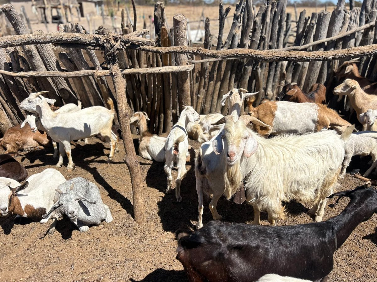 zfu_official's tweet photo. ZFU conducted a WEECVC data quality assessment in Kadoma, engaging cotton farmers and VSLAs. The exercise highlighted how women are diversifying livelihoods and strengthening incomes, with the Kanengoni family showcasing poultry, horticulture &amp; livestock. https://t.co/spAdynya8i