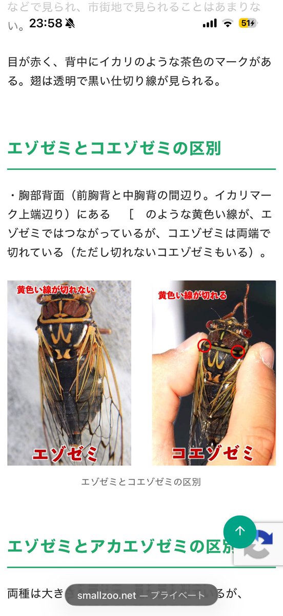 MW33_JRE_KMTHM's tweet photo. エゾゼミとコエゾゼミの誤同定が起きやすい原因として、このサイトが検索して真っ先に出てくるからだと考えています。(これはどちらもエゾゼミです。) https://t.co/2eJuDGWqeR